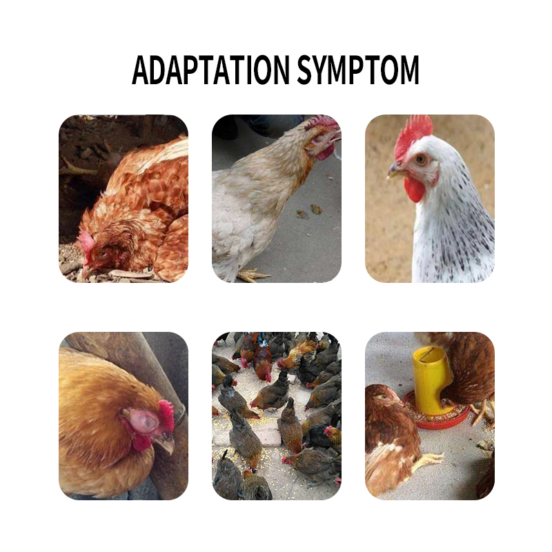 Fever Reducer Herbal Antiviral Mixed feed additives premix chicken feed poultry feed additives feed grade amino acid additives vitamin enriched feed