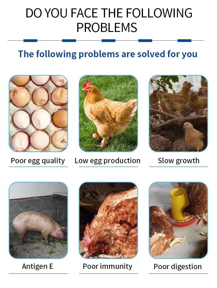 Boosting Livestock Health and Production Efficiency