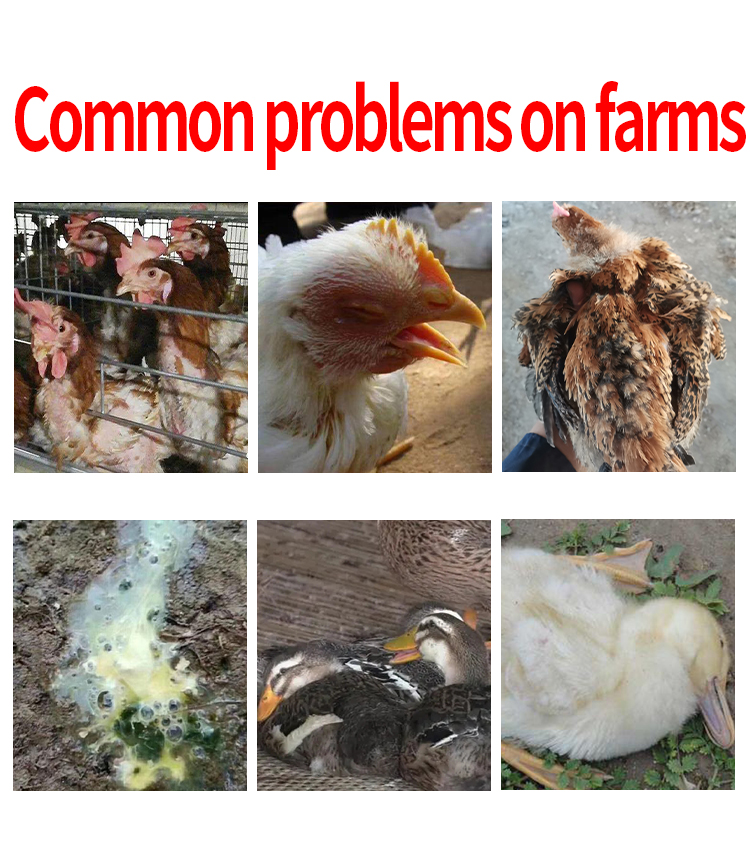 Antiviral Tablet Disease Prevention Respiratory Protection Dandelion and houttuynia feed additive Promote health feed grade Cold diarrhea poultry treatment Flu and cough poultry film QINYIPIAN feed raw materials