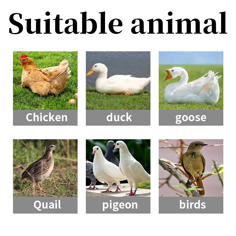 Cold Relief Antiviral Fever Relief chicken feed additives chicken medicine poultry treatment animal feed grade additives amino acid poultry treatment vitamin chicken feed feed additives for chickens