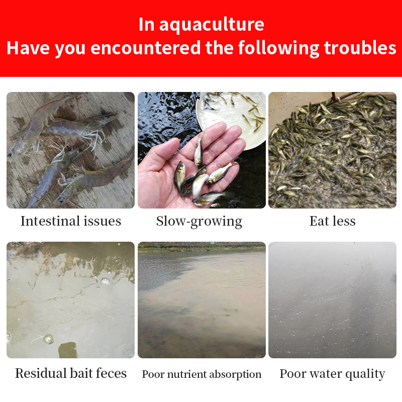 Attracting food growth and promoting aquaculture efficiency!