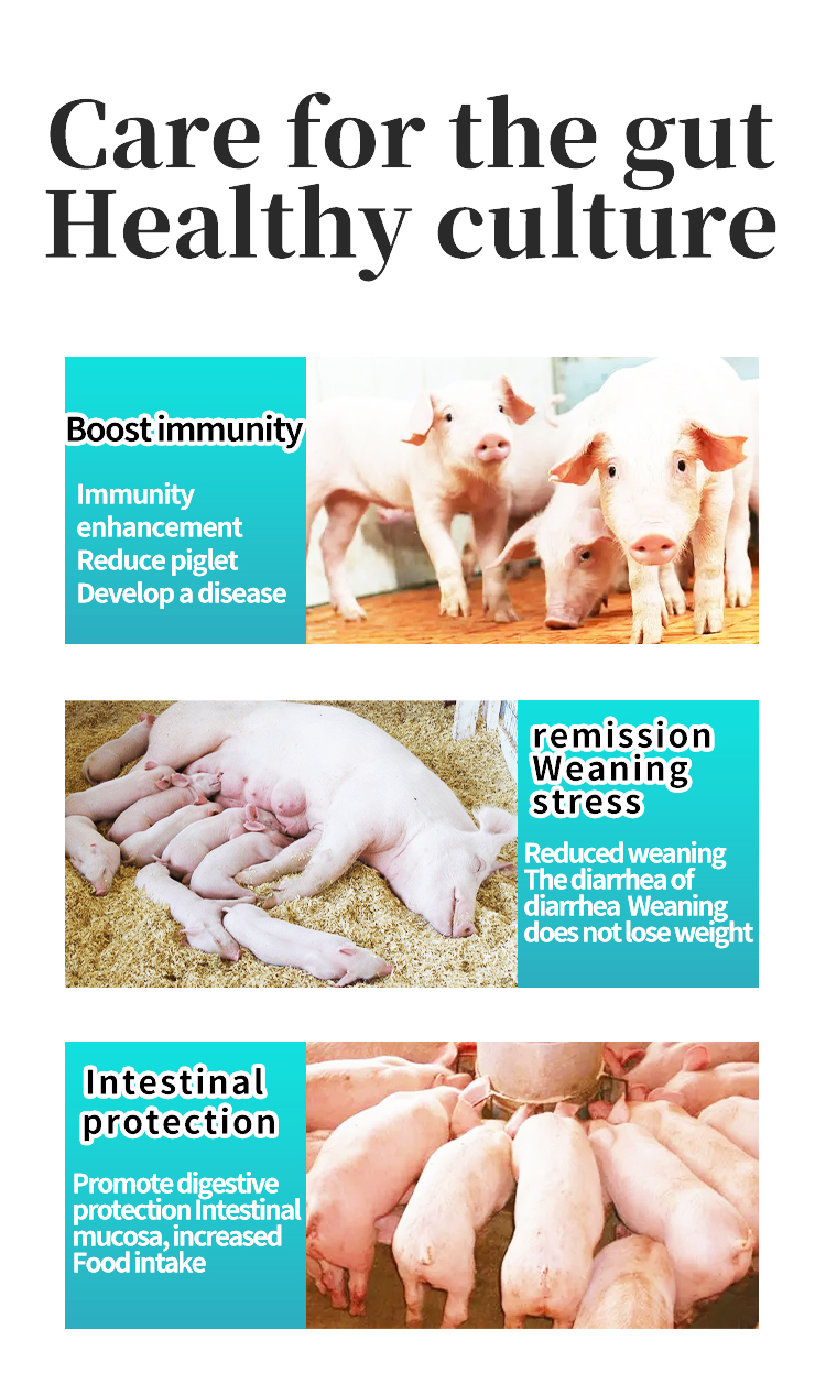 Rapid Anti-Diarrheal Gut Health Support Stop Diarrhea Fast Pig feed additive regulating intestines Good effect used for pigs feed additive Enhancing immunity livestock feed additive Emergency Gut Care Farm Use Essential