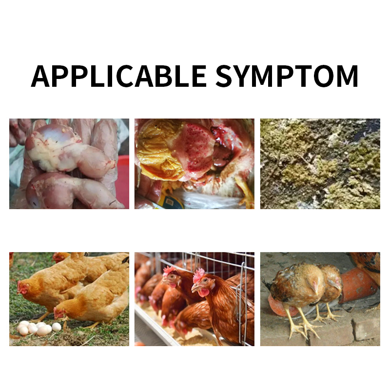 Poultry Growth Aid Proventriculus Care Anti-Gastritis chicken feed poultry medicine powder feed additives feed additives for chicken growth promoting feed additives