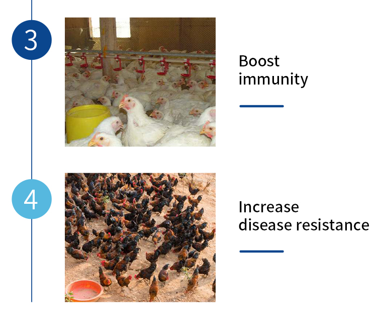 Boosting Livestock Health and Production Efficiency