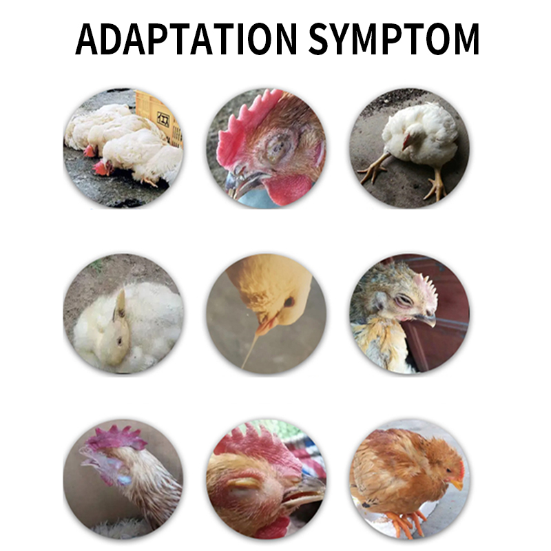 poultry antiviral