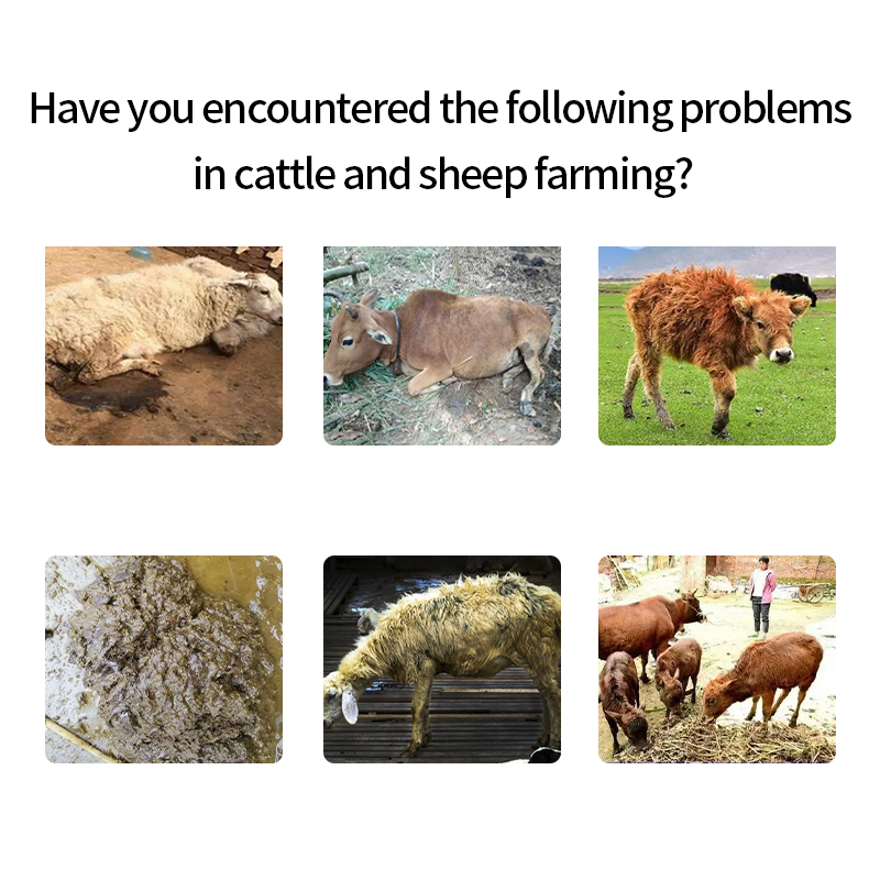 Intestinal probiotics Rumen health Feed additive for ruminants