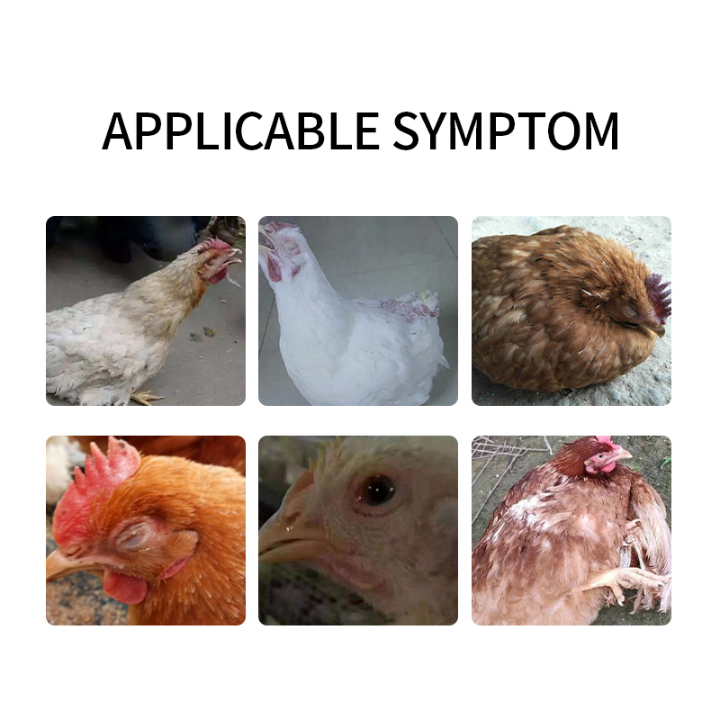 feed additives poultry vitamins Lung Health Support Chicken farm feed additives Poultry respiratory tract feed Chicken feed additives respiratory Poultry & Livestock Use