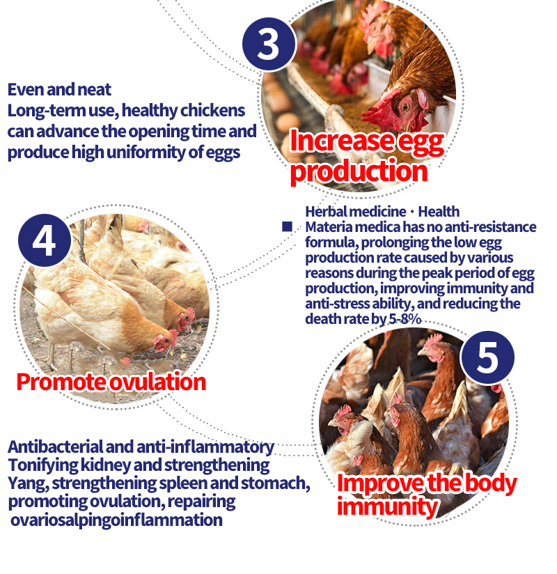 Layer Additive Egg Booster chicken layer feed Peak Production amino acid feed additives growth promoting feed additives