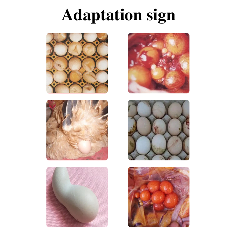 poultry feed additives feed grade amino acid additives amino acid feed additives