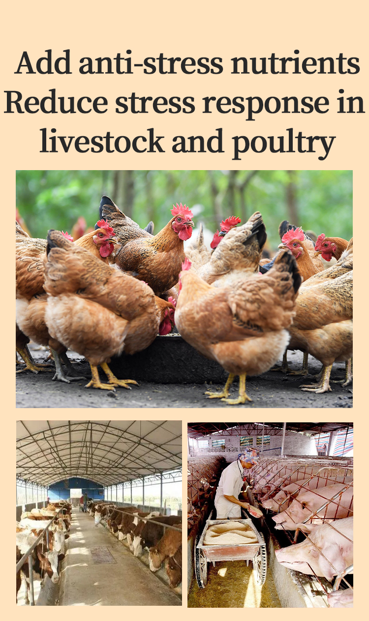 Vitamin Complex Growth Promoter Poultry feed additives feed grade amino acid booster Rapid growth vitamin feed Weight gain poultry additive Broiler chicken booster Poultry feed additive vitamins