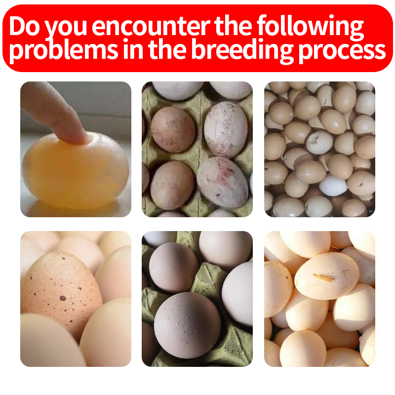 Egg Doll Egg Booster Egg Quality feed additives layer feed additive feed grade amino acid additive animal feed grade additive Layer Feed Additive Egg Production Booster Shell Quality Enhancer