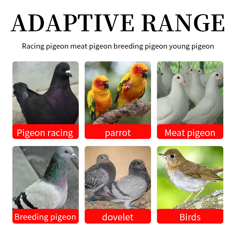 Electrolyte supplement Pigeon health Hydration support