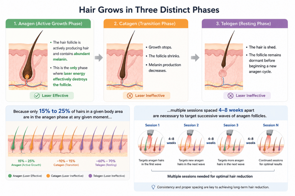 hair grows in three distinct phase