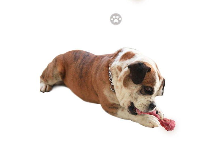 Best Teething Toys for Puppies - Dog Biting Toy Large Bone Puppy Toys for Teething Washable & Reusable
