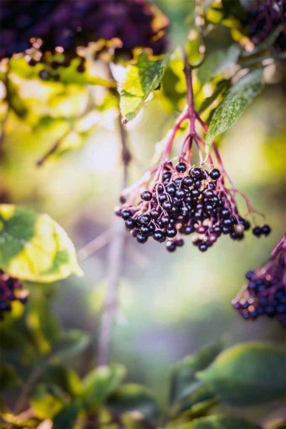 elderberry history, Sambucus nigra origins, traditional elderberry uses