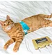 Pet Analyzer