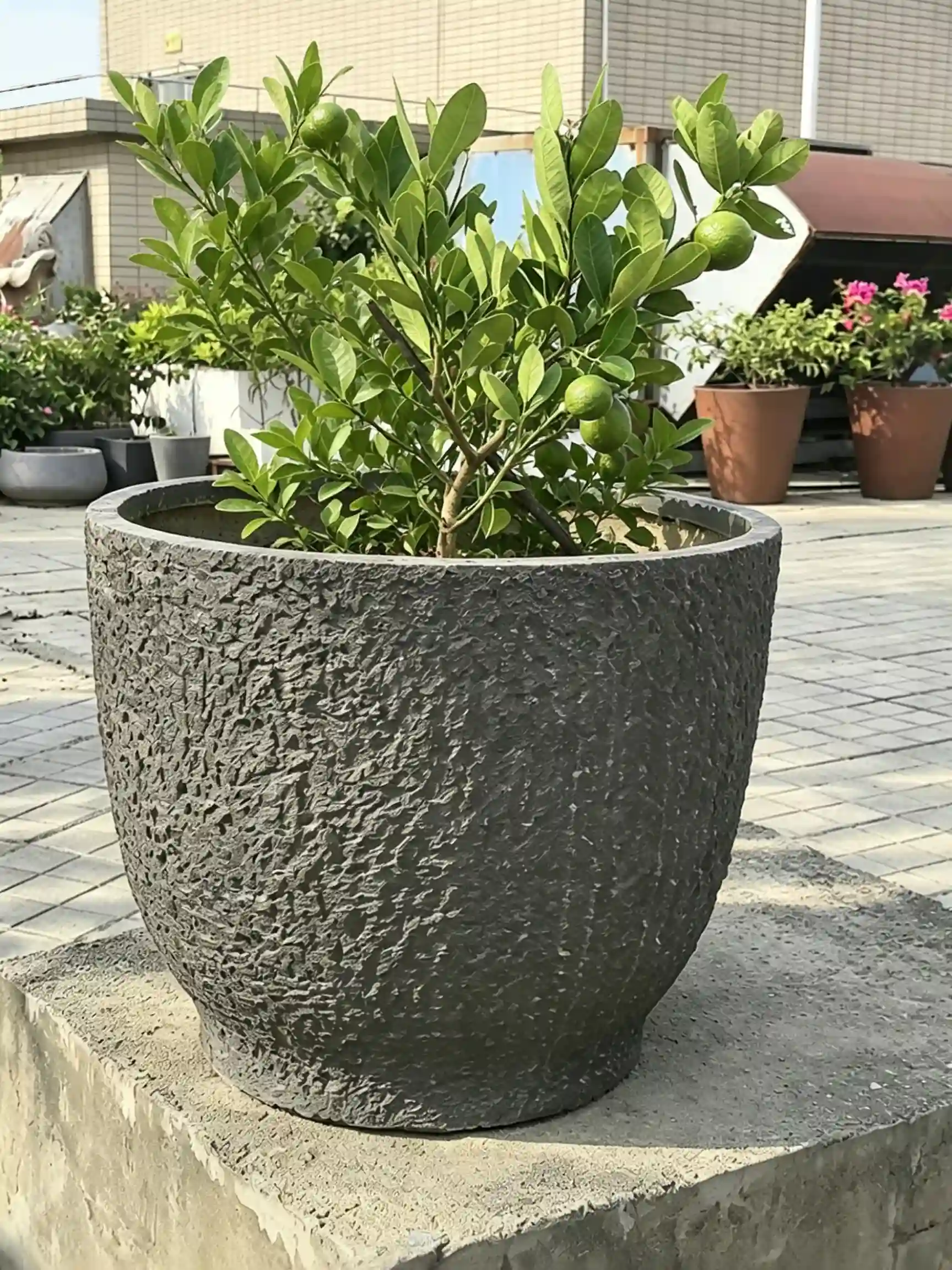 Textured dark grey GRC planter holding a fruiting tree in Vinca Garden