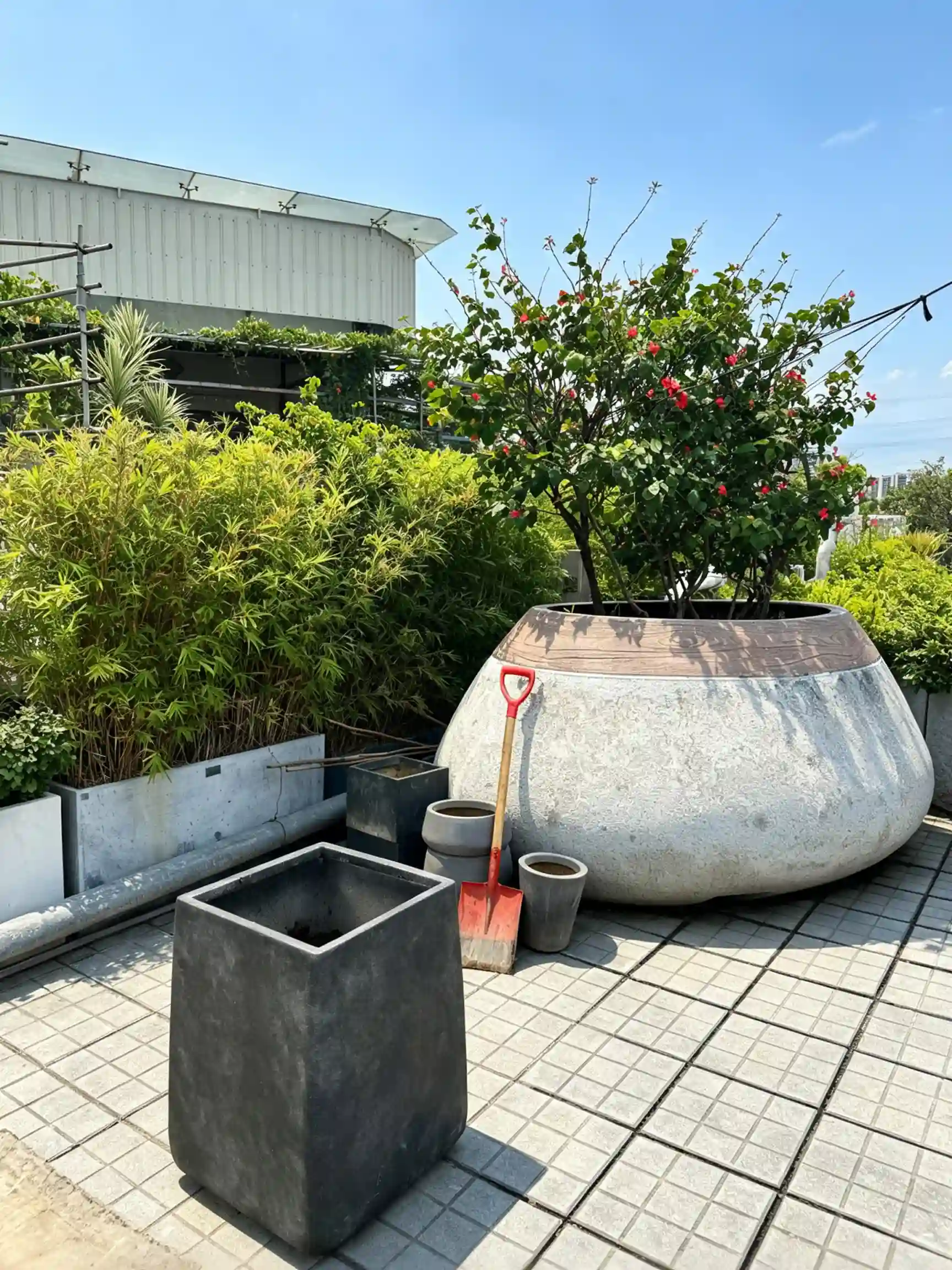 Oversized stone-finish GRC bowl planter with a flowering shrub during maintenance in Vinca Garden