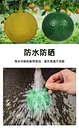 Fly Ball Trap for Mosquito