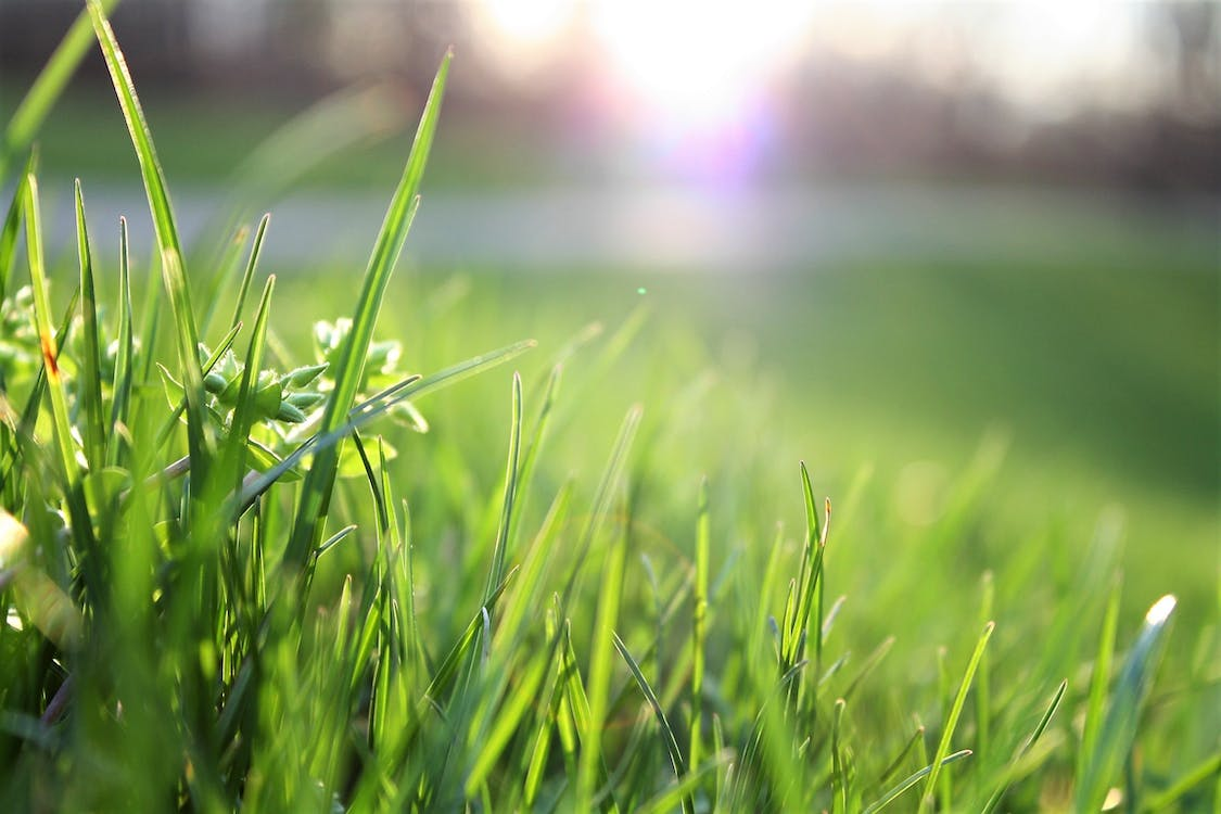 Grassland in urgent need of mowing