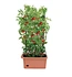 GP0150 Alibaba China Plastic Plant Pot Wholesale