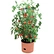 Garden Pot