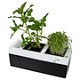 Soil less pot