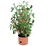 round pot