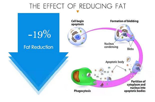 THE EFFECT OF REDUCING FAT