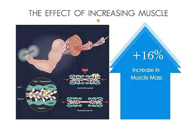 THE EFFECT OF INCREASING MUSCLE