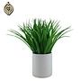 pampas grass