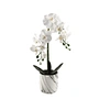 dendrobium orchid
