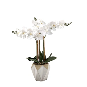potted orchid