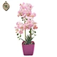 orchid gift
