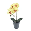 potted plants