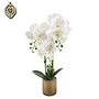 lady slipper orchid