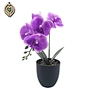 orchid plants for sale