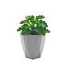 sedum