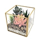 fake cactus