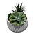 artificial cactus