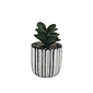 succulent pots