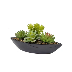 small plant pot succulent