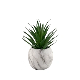 succulents wholesale