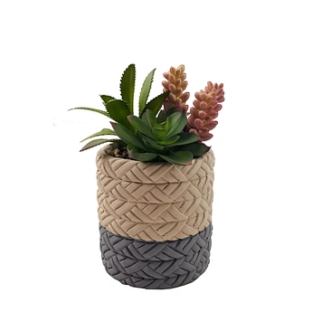echeveria