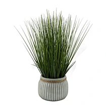 setaria viridis