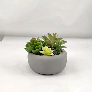 succulents wholesale