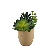 green succulent