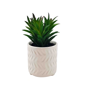 succulents