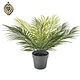 faux tree indoor