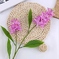 indoor plants